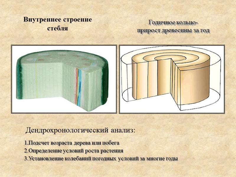 Внутреннее строение стебля  Годичное кольцо- прирост древесины за год 1.Подсчет возраста дерева или